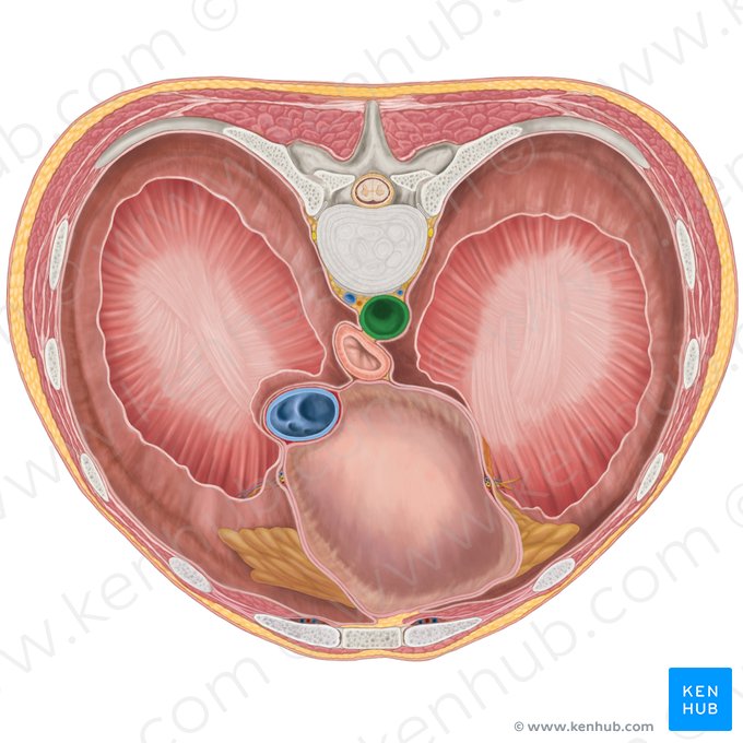 Aorta descendente torácica (Aorta thoracica descendens); Imagen: Brendon Farley