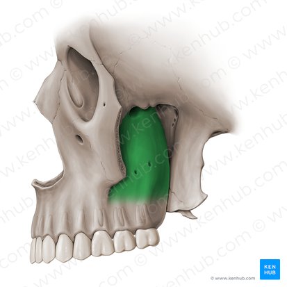 Infratemporal fossa (Fossa infratemporalis); Image: Paul Kim