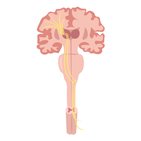 Somatosensory pathways