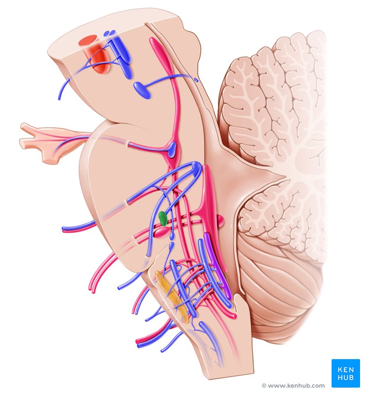 Nucleus of facial nerve - dorsal view