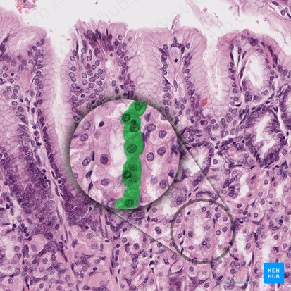 Mucous neck cell (Exocrinocytus cervicalis); Image: 