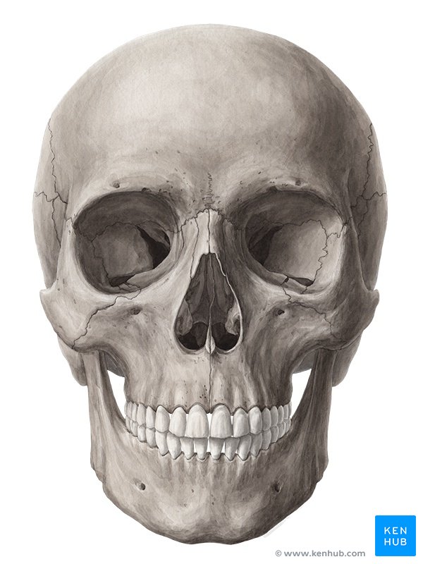 Bones Of The Head Skull Anatomy Kenhub