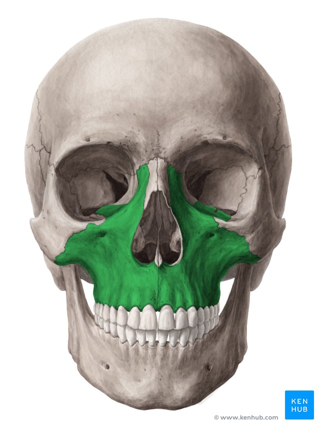 Maxilla - Anterior view