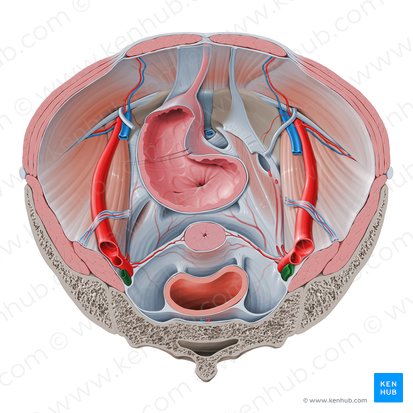 Veine iliaque interne (Vena iliaca interna); Image : Paul Kim