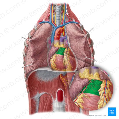 Cono arterioso (Conus arteriosus); Imagen: Yousun Koh