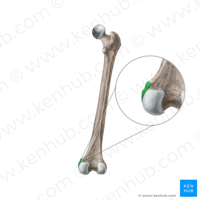 Epicondylus medialis ossis femoris (Innerer Obergelenkknorren des Oberschenkelknochens); Bild: Liene Znotina