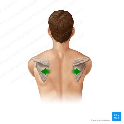 Protraction of scapula (Protractio scapulae); Image: Paul Kim