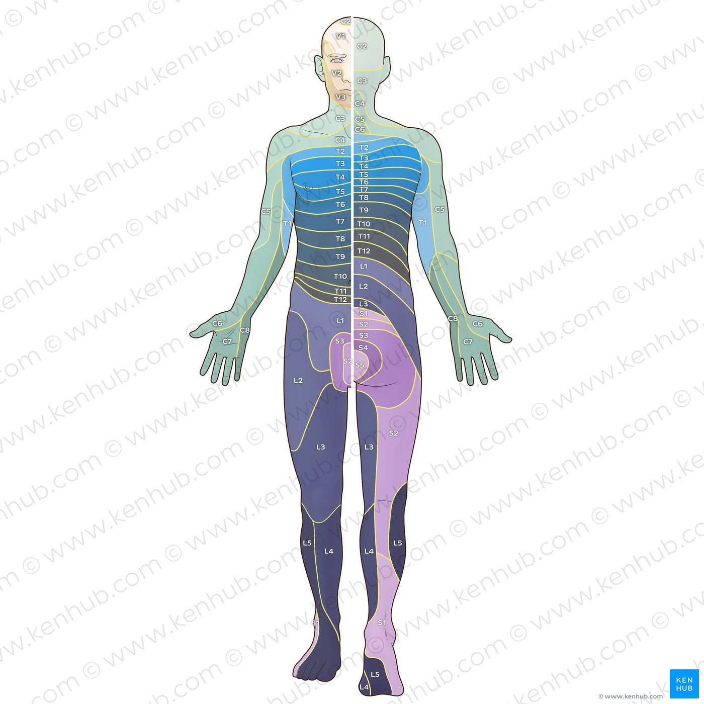 Visión general de la organización del mapa de dermatomas de Foerster