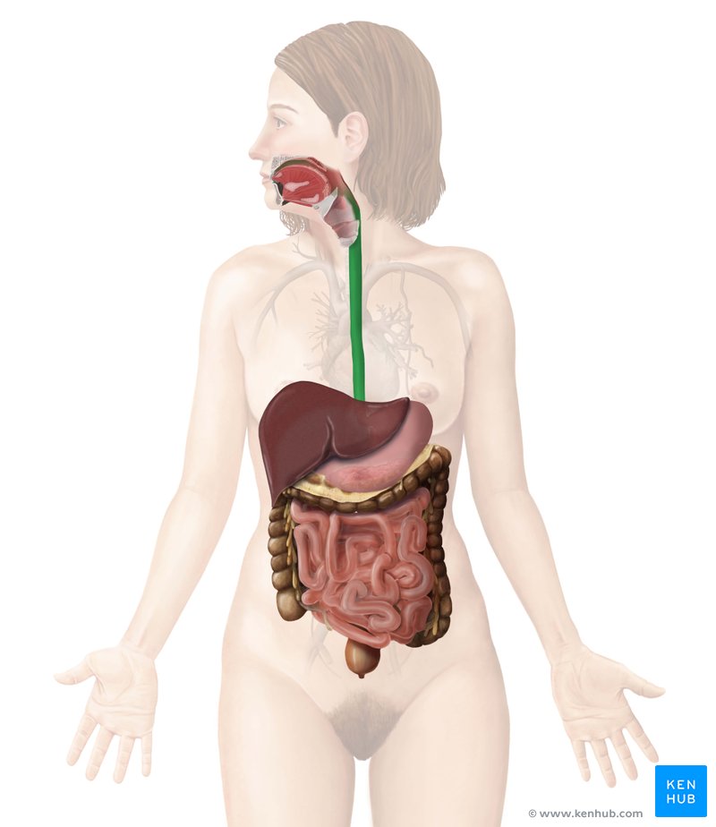 Esophagus - anterior view