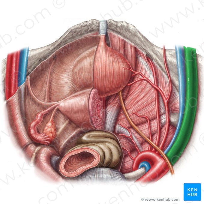 Right external iliac artery (Arteria iliaca externa dextra); Image: Irina Münstermann