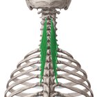 Músculo semiespinal do pescoço