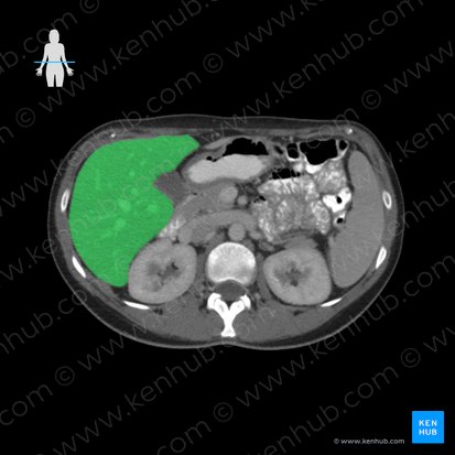 Liver (Hepar); Image: 