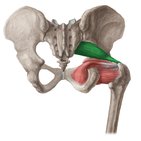 Muscle piriforme