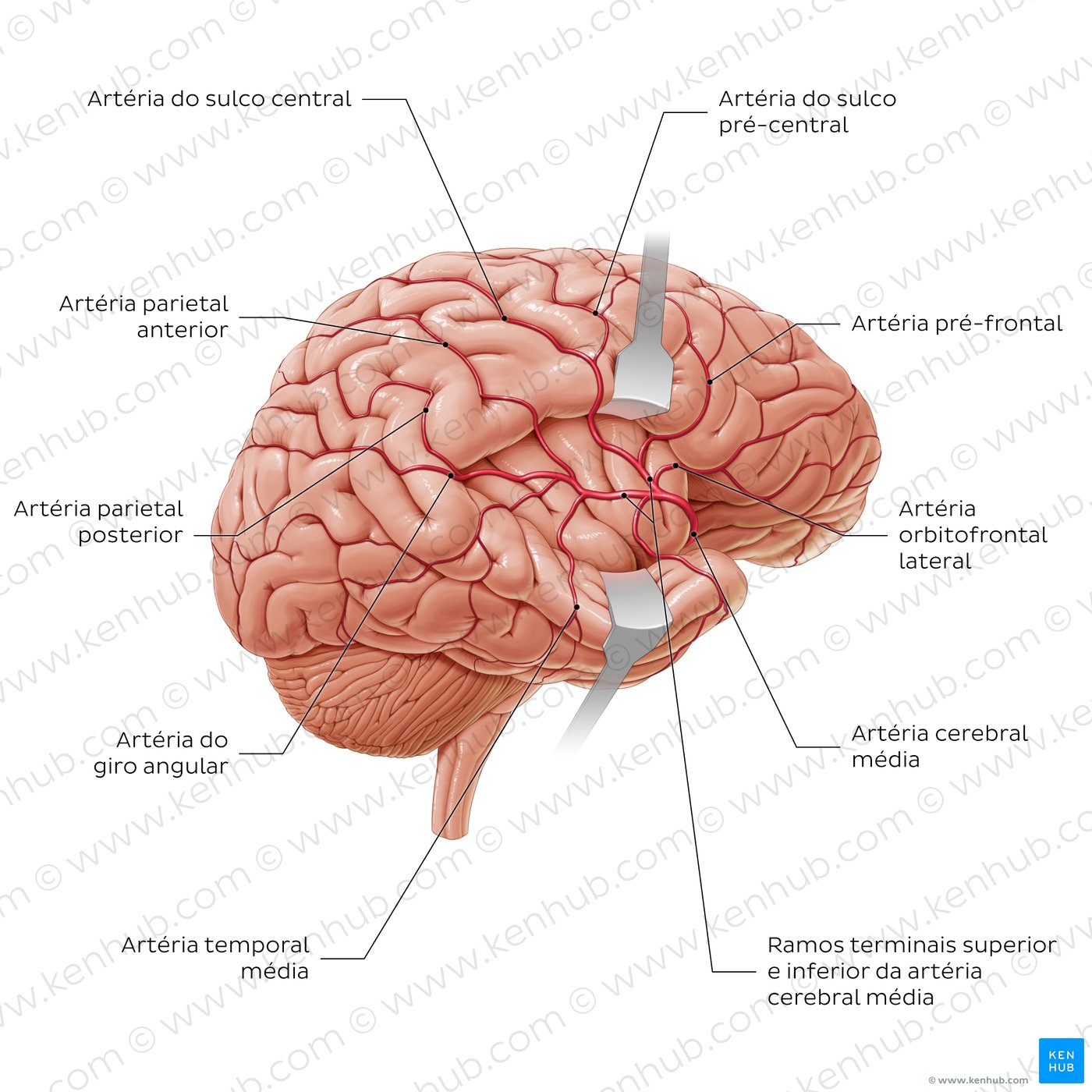Branches of the middle cerebral artery (diagram)