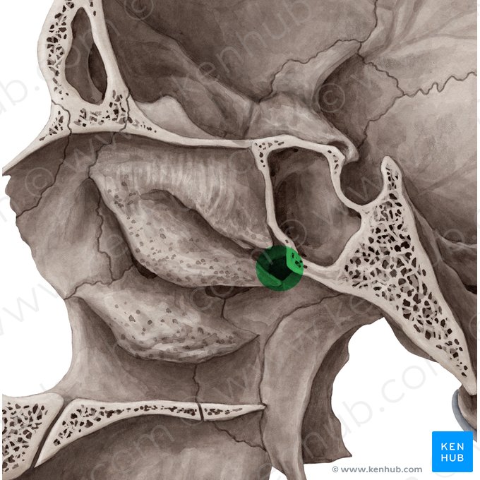 Forame esfenopalatino (Foramen sphenopalatinum); Imagem: Yousun Koh