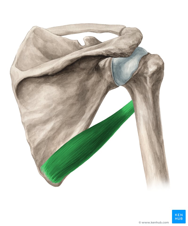 Músculo Redondo Maior - vista posterior (verde)