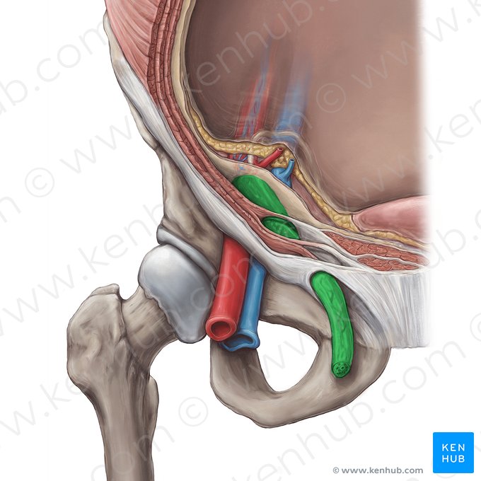 Spermatic cord (Funiculus spermaticus); Image: Hannah Ely