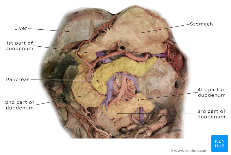 Duodenum - ventral view