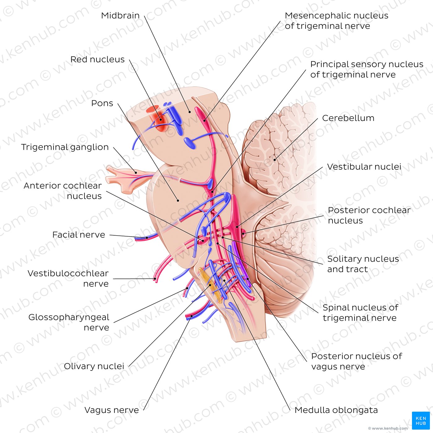 Cranial nerve nuclei - sagittal view (afferent)