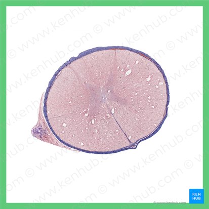 Medula espinal torácica (Medulla spinalis thoracis); Imagem: 