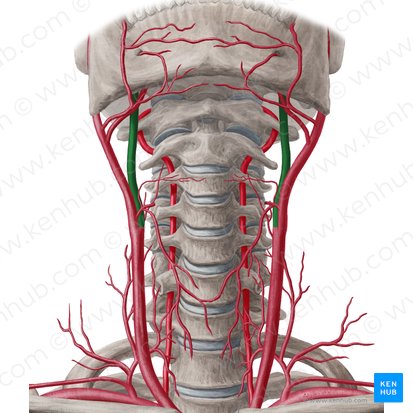 Internal carotid artery (Arteria carotis interna); Image: Yousun Koh