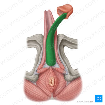 Corpus spongiosum penis (Schwammkörper des Penis); Bild: Samantha Zimmerman