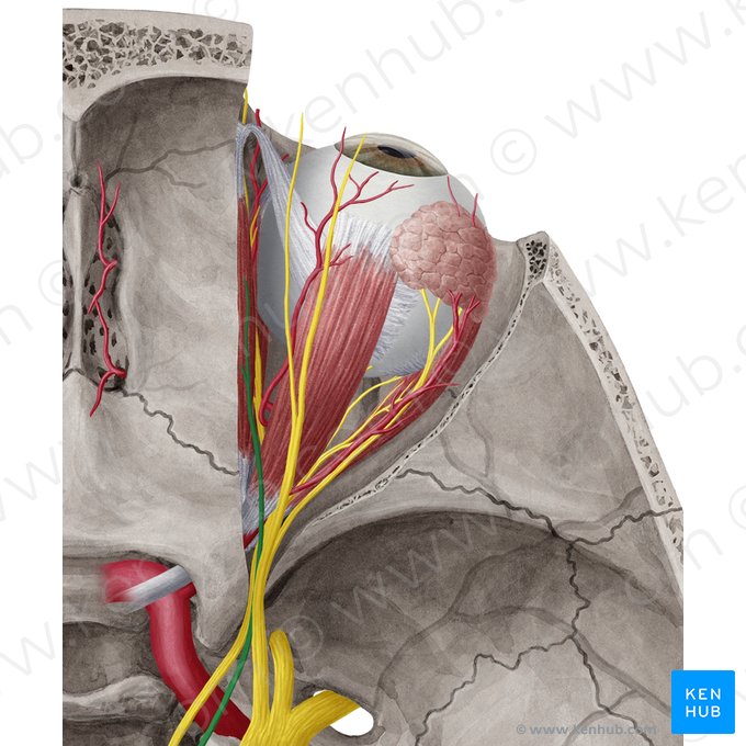 Trochlear nerve (Nervus trochlearis); Image: Yousun Koh