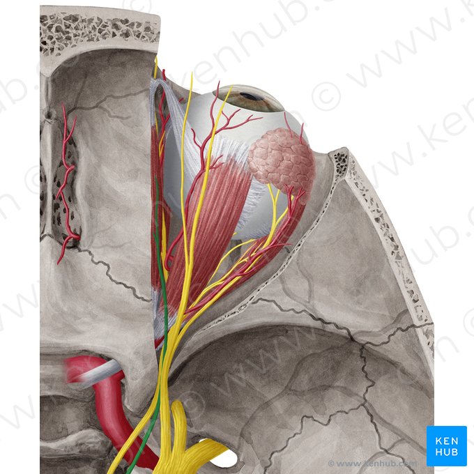 Nervus trochlearis (Augenrollnerv); Bild: Yousun Koh
