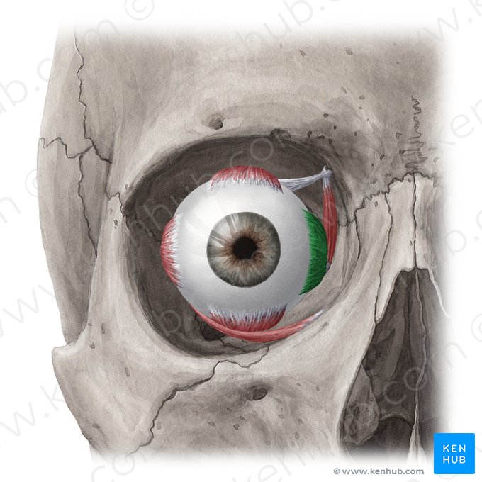 Medial rectus muscle (Musculus rectus medialis); Image: Yousun Koh