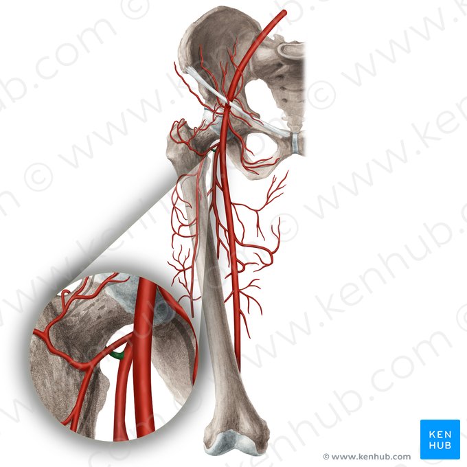 Arteria circunfleja femoral medial (Arteria circumflexa medialis femoris); Imagen: Rebecca Betts