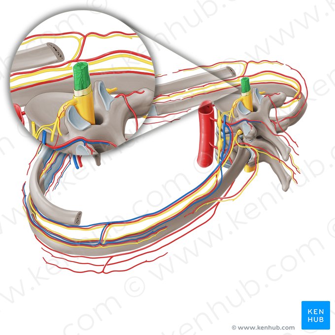 Spinal cord (Medulla spinalis); Image: Paul Kim