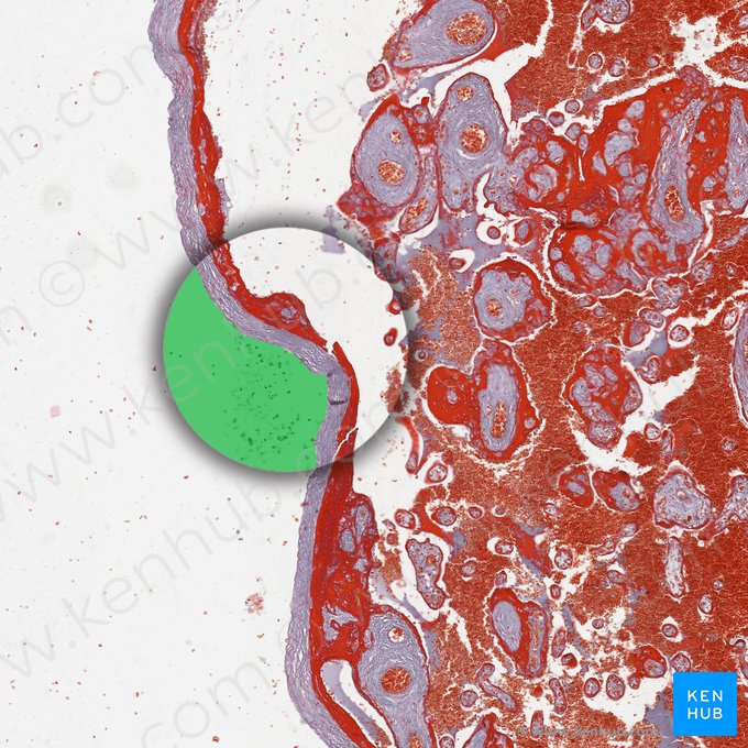 Amniotic cavity (Cavitas amniotica); Image: 