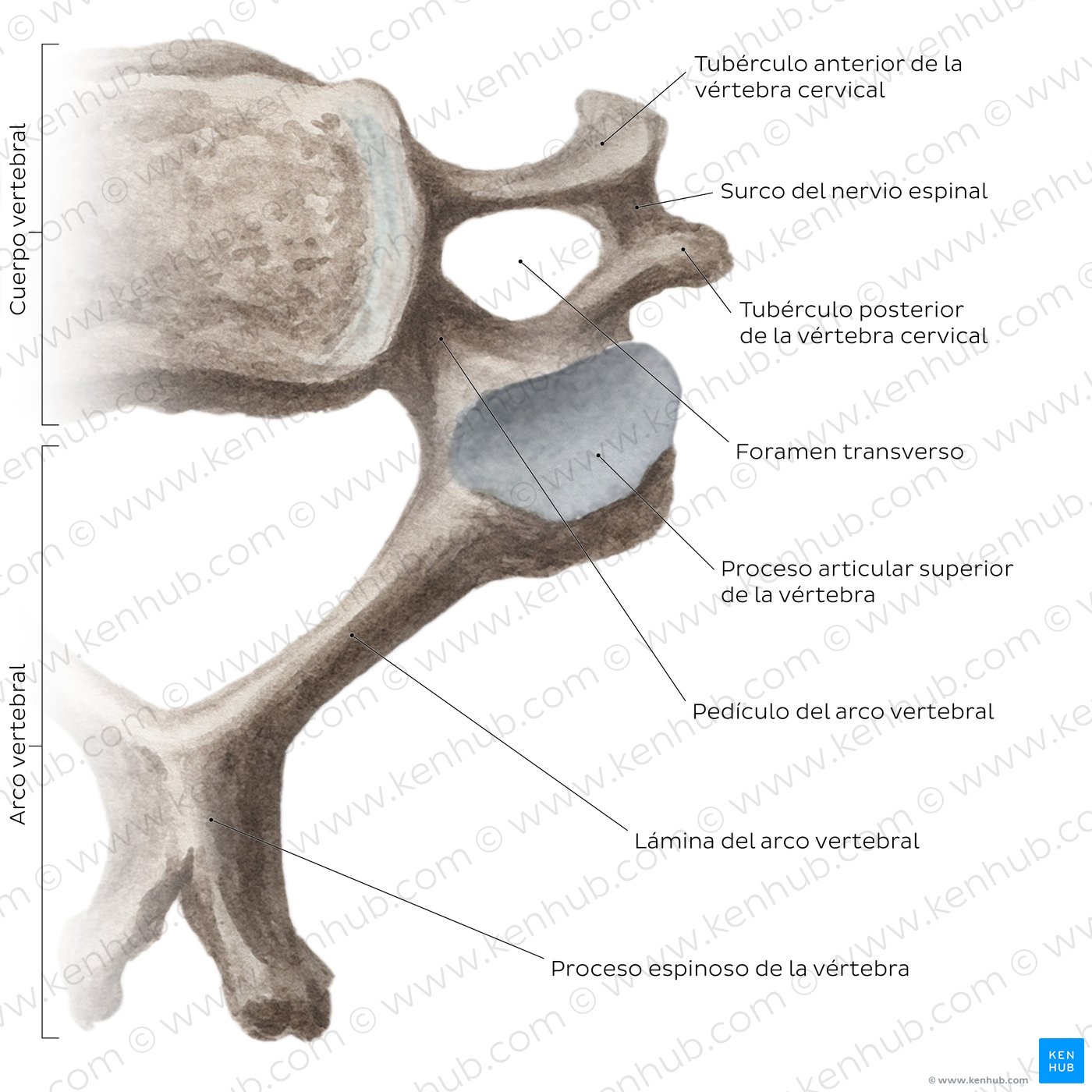 Vértebras cervicales típicas
