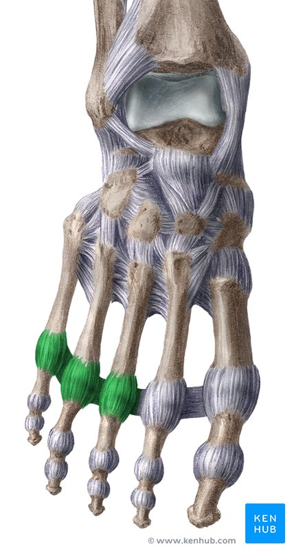 Ligaments of metatarsophalangeal joints 3-5 - caudal view