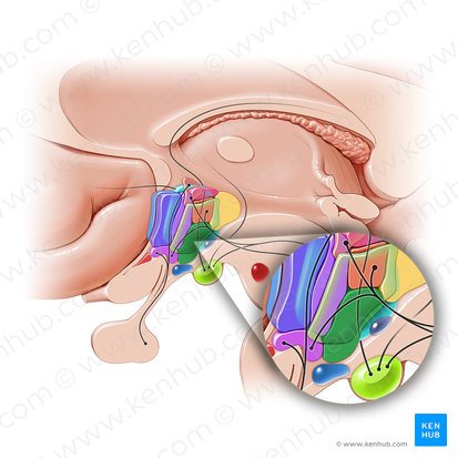 Nucleus ventromedialis hypothalami (Ventromedialer Hypothalamuskern); Bild: Paul Kim