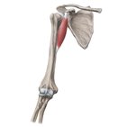 Coracobrachialis muscle