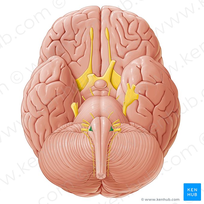 Hypoglossal nerve (Nervus hypoglossus); Image: Paul Kim