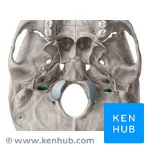 Jugular foramen: Anatomy, location and function | Kenhub