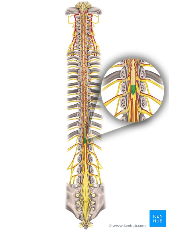 Medullary cone: Dorsal view