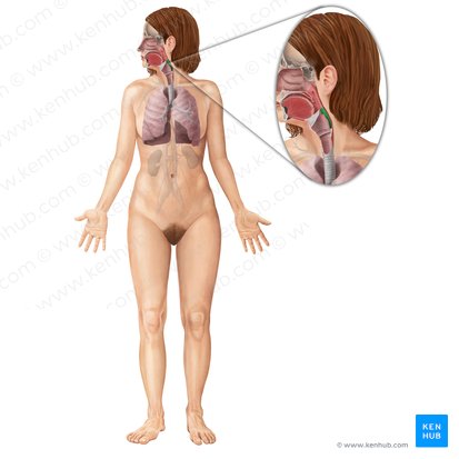 Laryngopharynx (Pars laryngea pharyngis); Image: Begoña Rodriguez