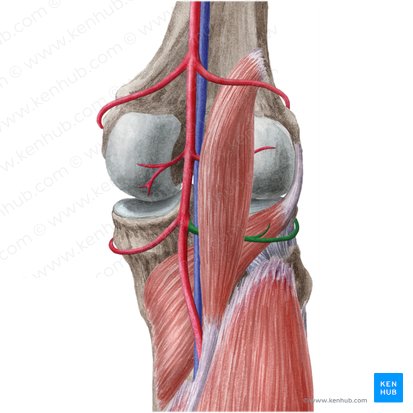 Arteria inferior lateralis genus (Untere äußere Kniearterie); Bild: Liene Znotina