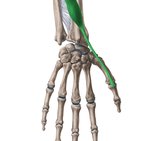 Músculo extensor curto do polegar
