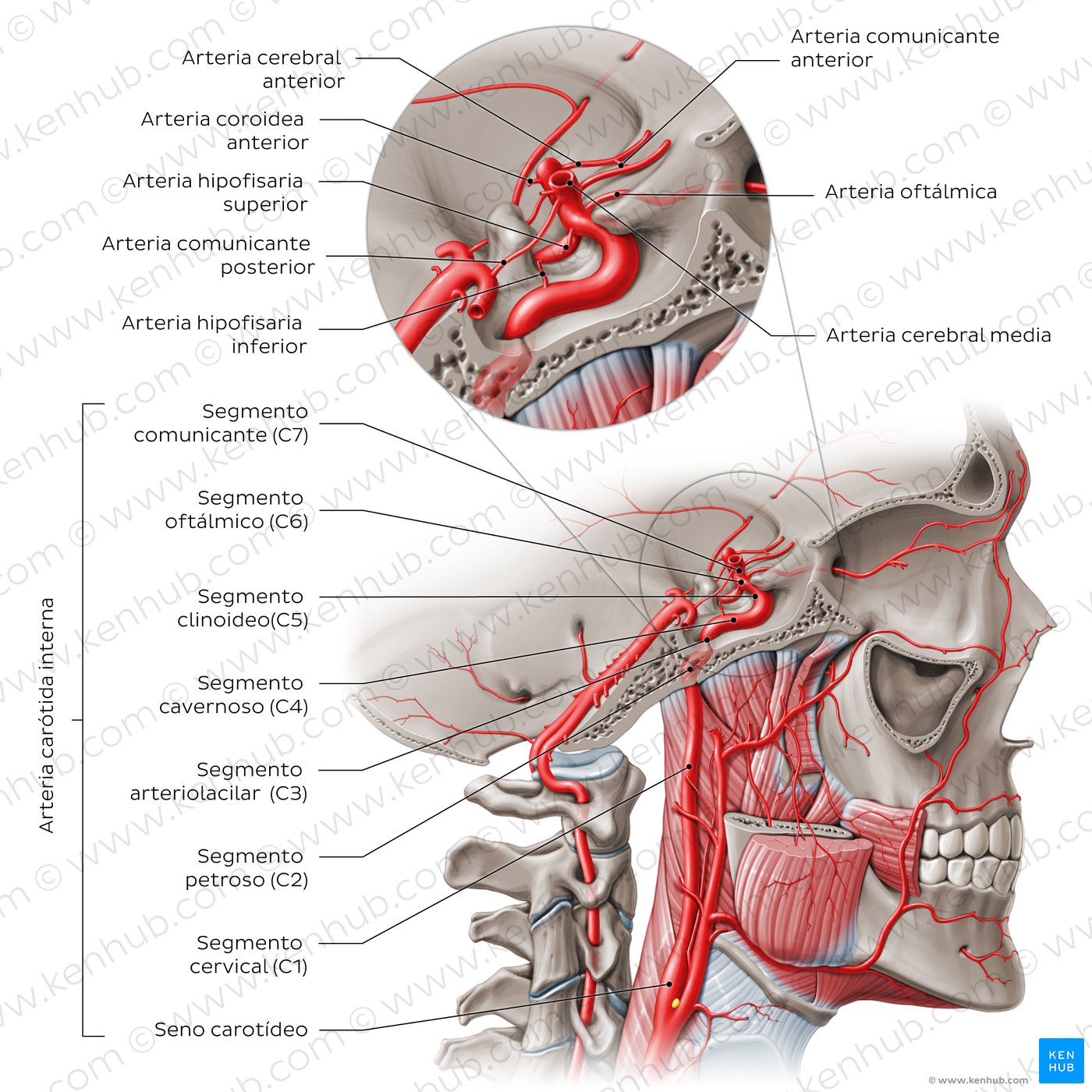 Segments and branches of the internal carotid artery.
