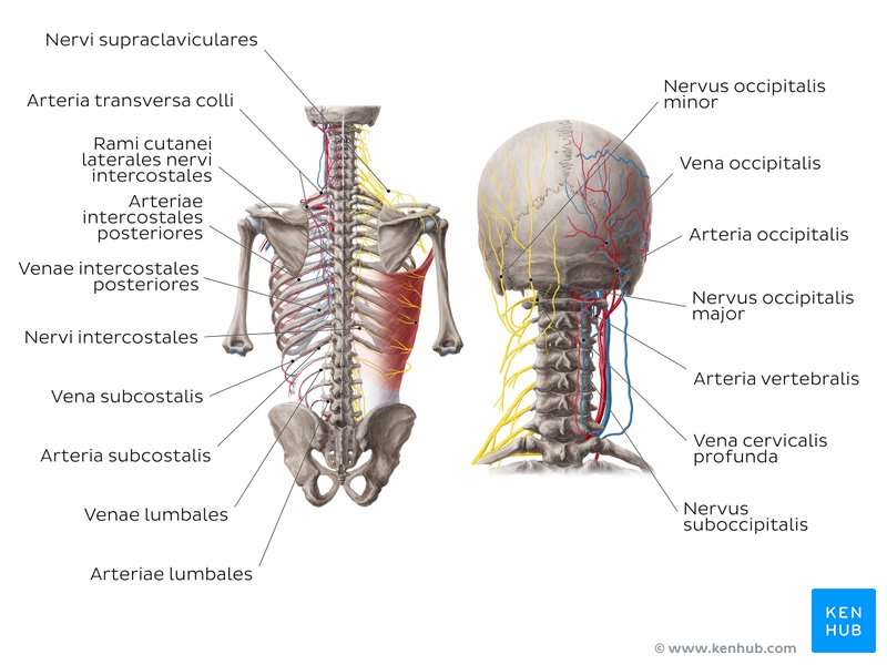 Nerven und Gefäße des Rückens