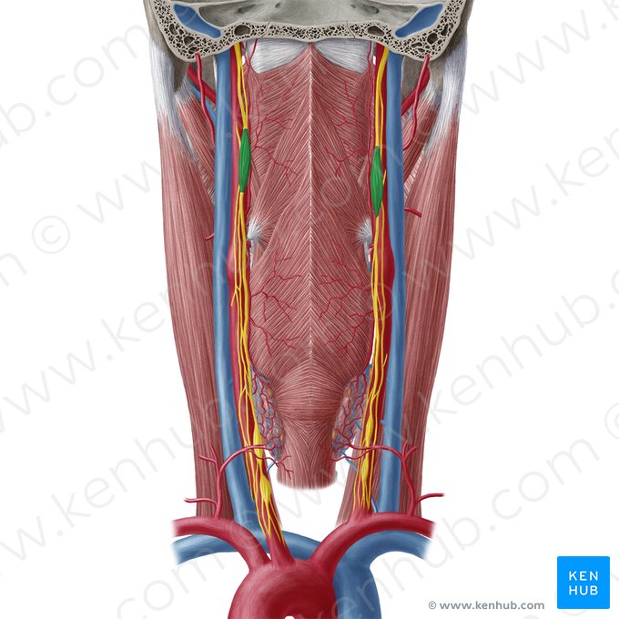 Superior cervical ganglion (Ganglion cervicale superius); Image: Yousun Koh
