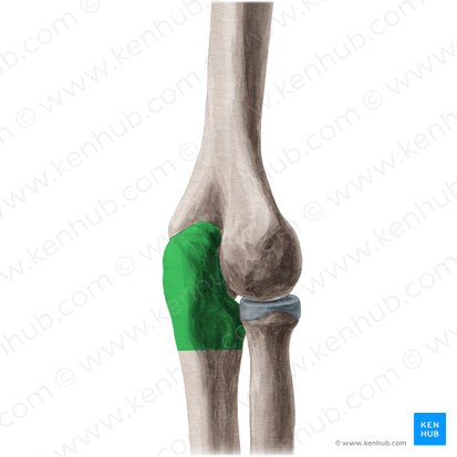 Olecranon ulnae (Hakenfortsatz der Elle); Bild: Yousun Koh