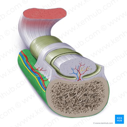 Periosteum; Image: Paul Kim