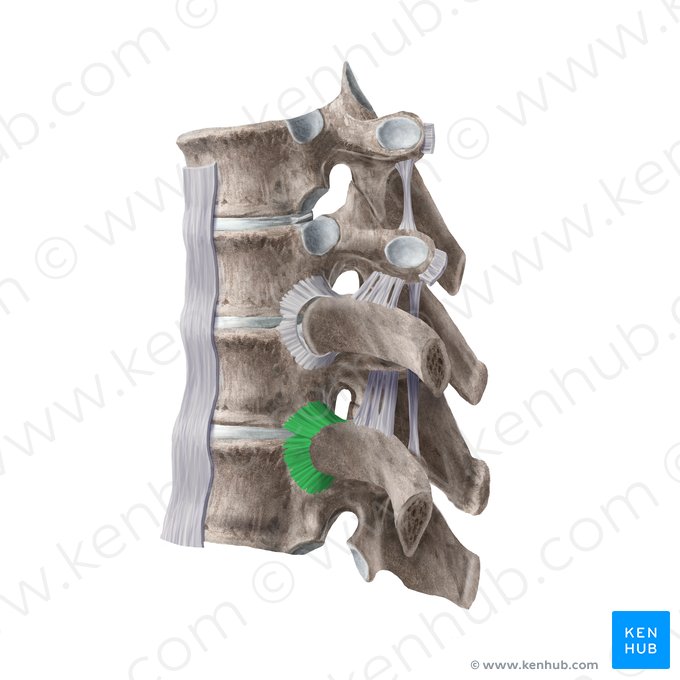 Ligamento radiado de la cabeza de la costilla (Ligamentum radiatum capitis costae); Imagen: Begoña Rodriguez