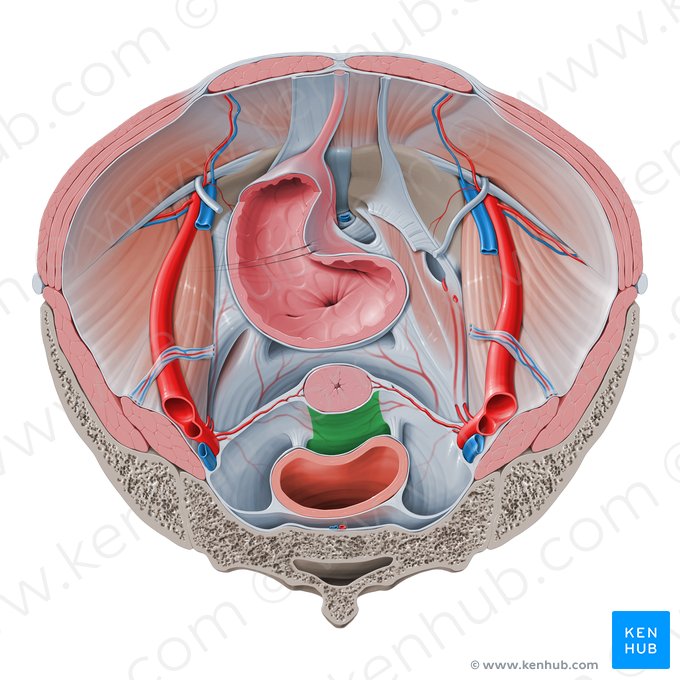 Fondo de saco recto-uterino (Excavatio rectouterina); Imagen: Paul Kim