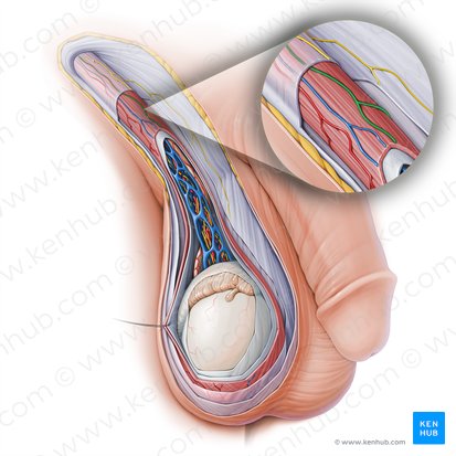 Ramo genital del nervio genitofemoral (Ramus genitalis nervi genitofemoralis); Imagen: Paul Kim